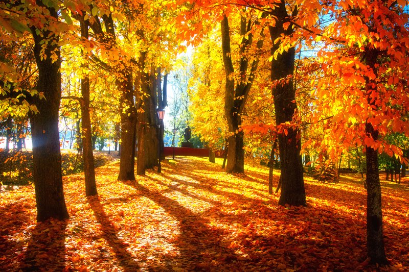 Autumn leaves: ESL/EFL Lesson Plan and Worksheet