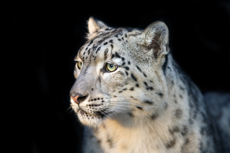 Snow leopards: ESL/EFL Lesson Plan and Worksheet