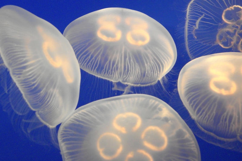 jellyfish-esl-efl-lesson-plan-and-worksheet